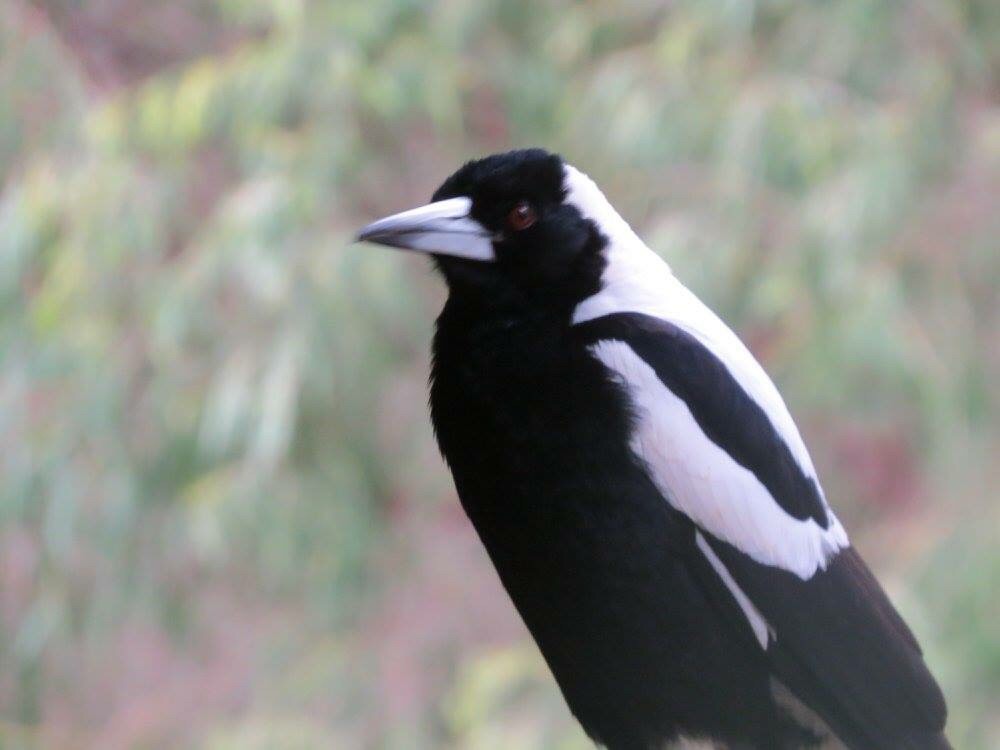 Magpie