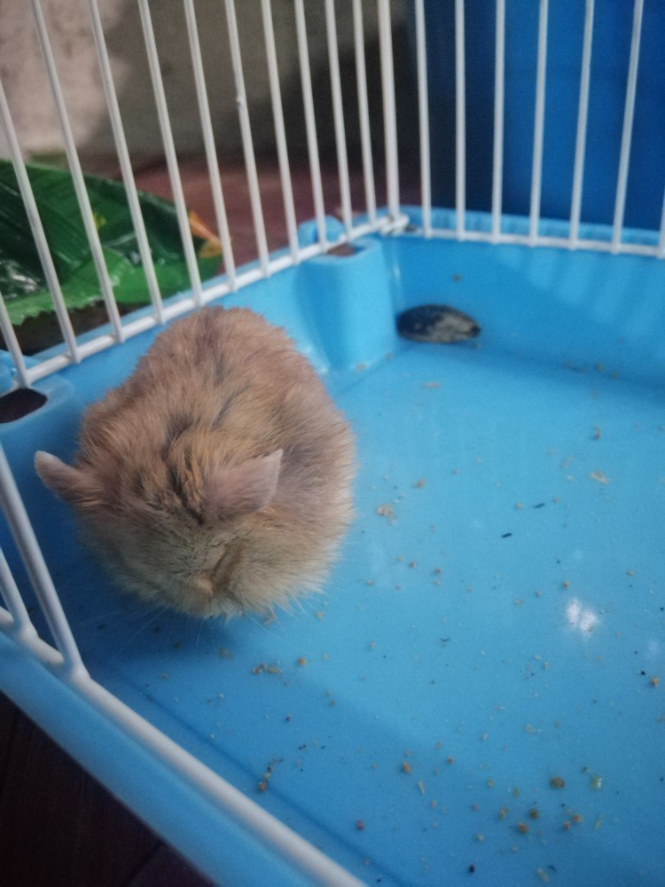 #sleepyhamster