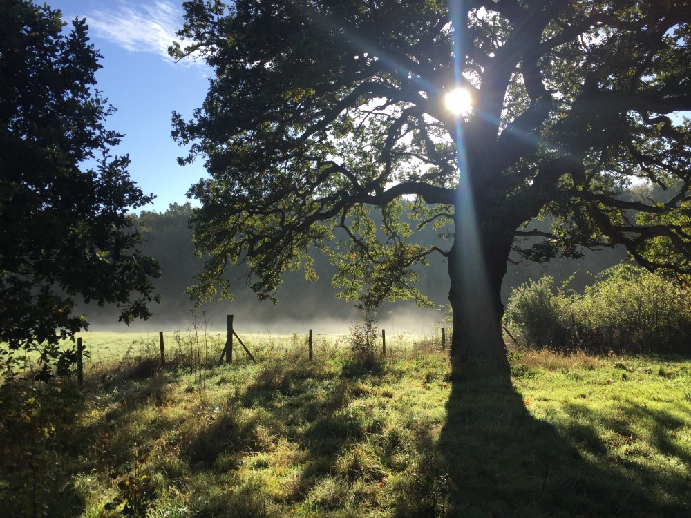 I love the dew evaporating in the morning sun.