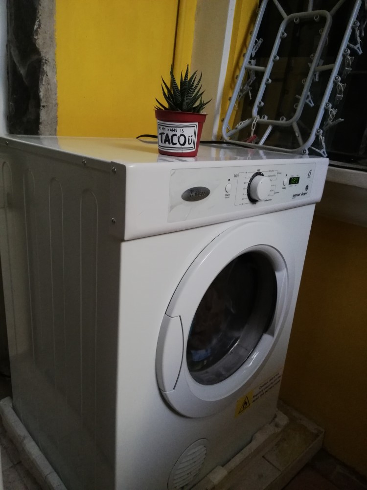 Taco doing laundry