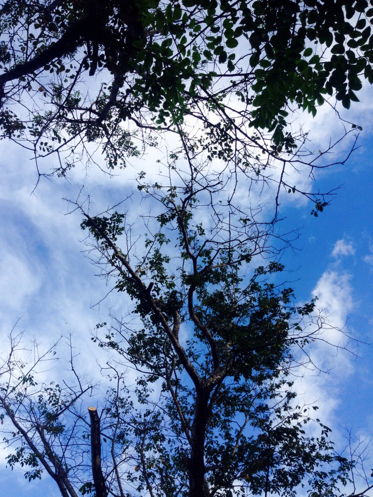 Two trees at the Naga City Hall grounds reaching for each other.