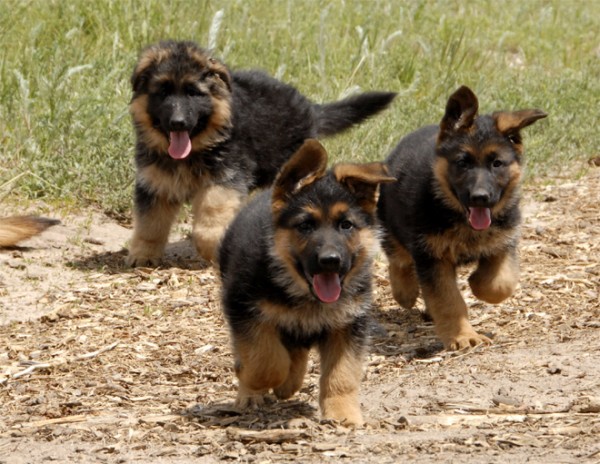 German Shepherd Puppies 😍