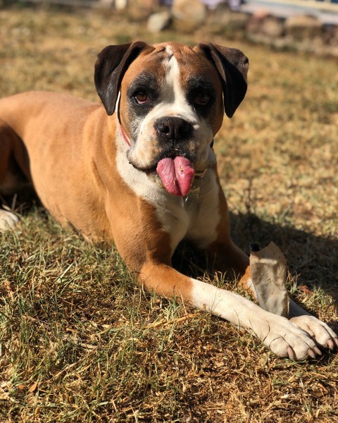 My beautiful Boxer Aria