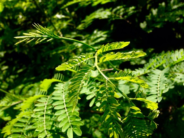 Green Leaf