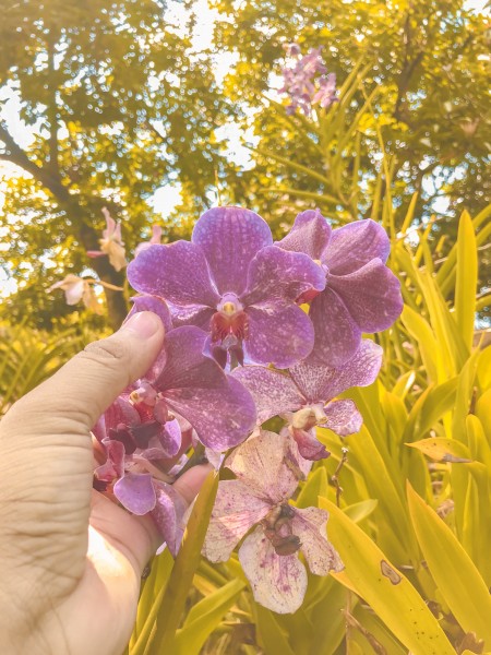 Just captured this beautiful flowers 💕✨