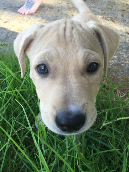 Sadie when she was a puppy. Comment a photo of your gorgeous dogs!!