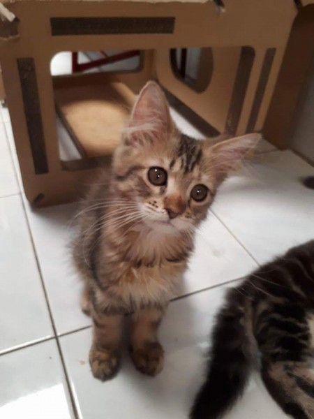 Name: SANDY 🐱 