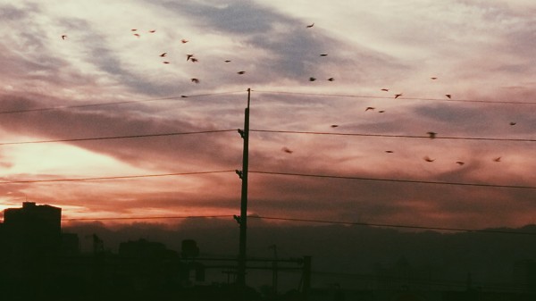 Birds in the sky