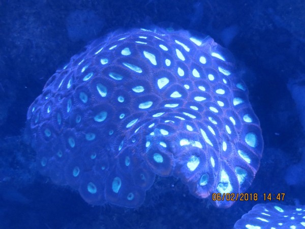 Blue Coral