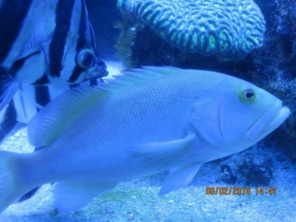 Blue/White Fish
