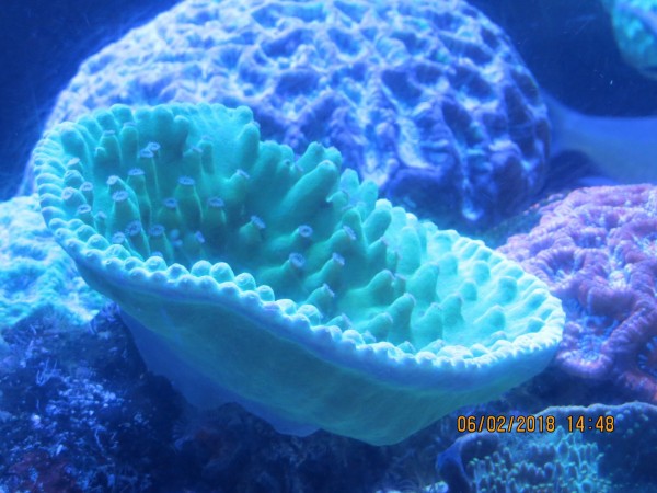 Green Coral