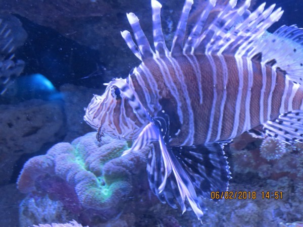 Tiger Fish