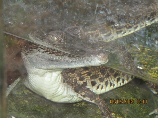 Baby Crocodile/Alligator 