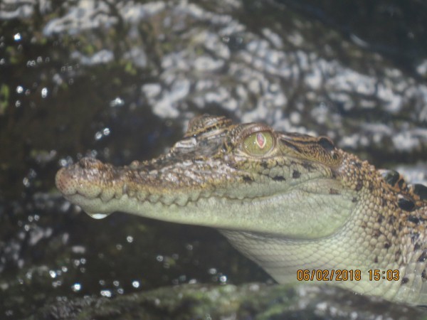 Baby Crocodile/Alligator #2