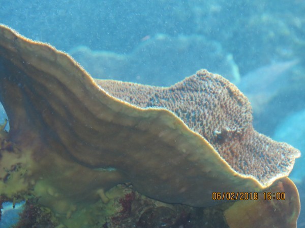 Coral