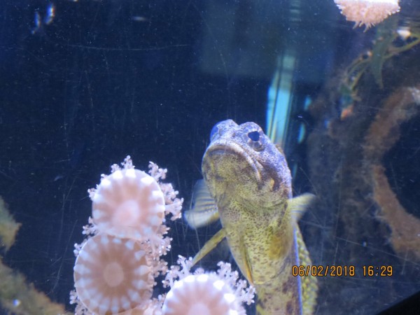 Grumpy Fish 