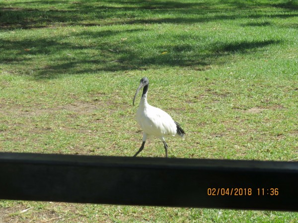 Weird bird #1