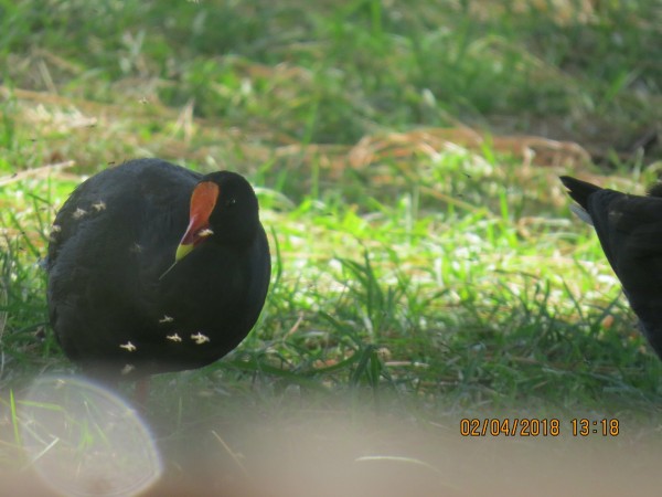 Weird Bird #2