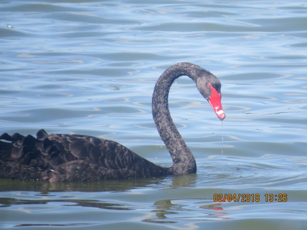 Swimming Swan