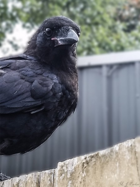 Aussie Crow