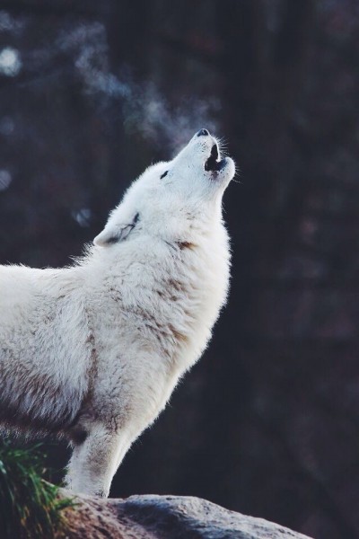 I am the wolf 