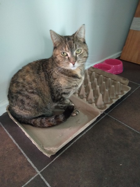 Meet my new rescue Olivia, this is her favourite box. It is an egg box. She is quite small! 