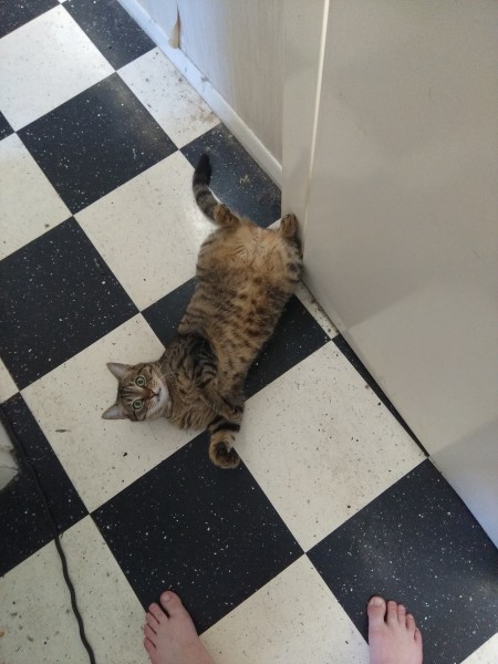 Fat cat doing a cute sploot