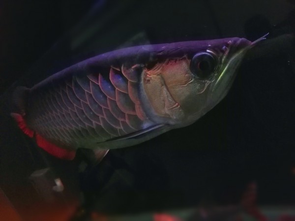 Aklektos the Arowana