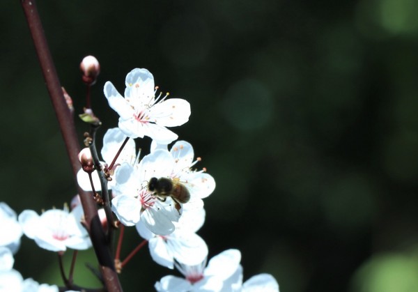 Spring festivities // Nature Photograph